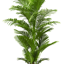 Phoenix Palm 2.1m  - artificial plants, flowers & trees - image 7
