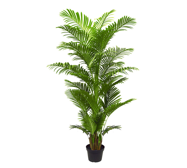 Phoenix Palm 2.1m