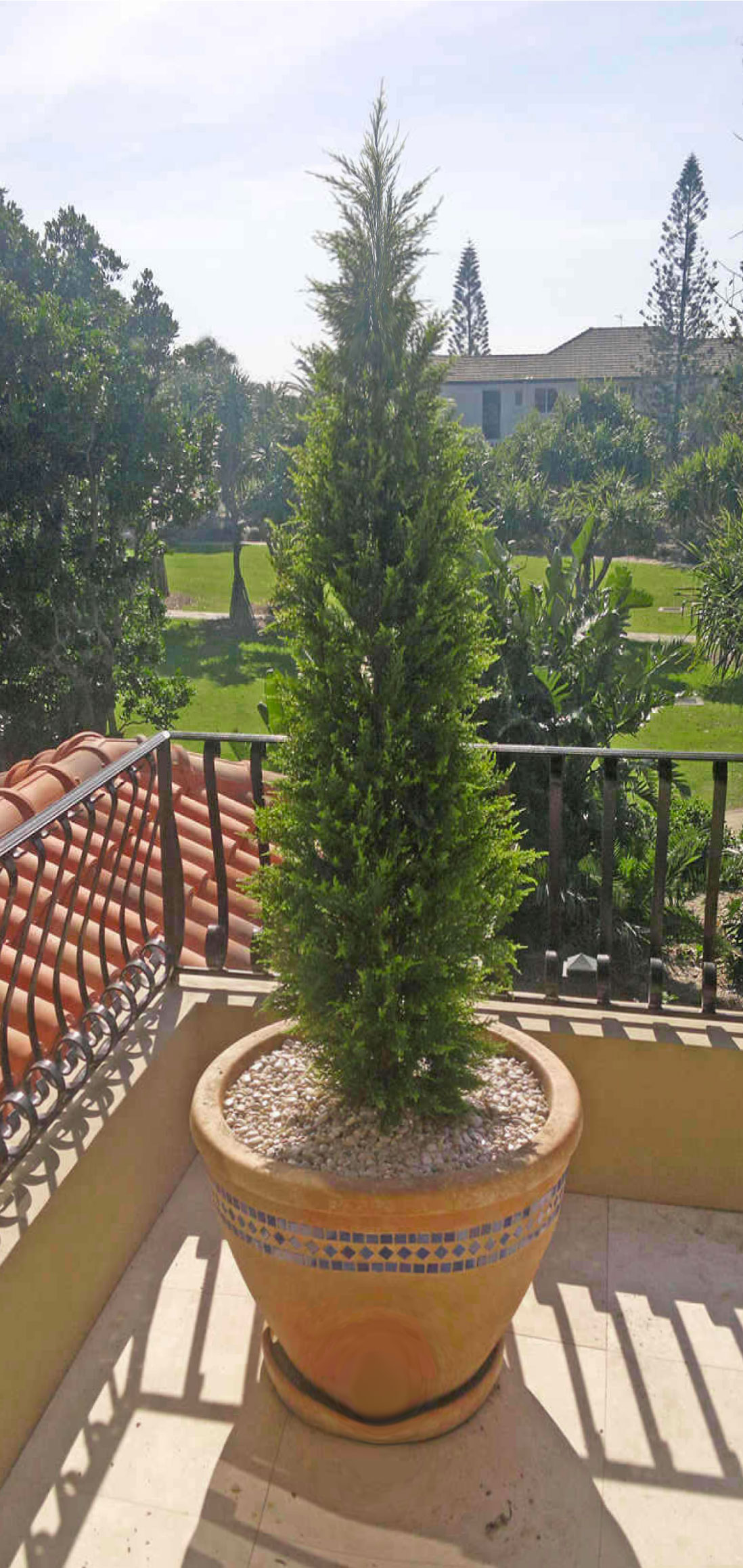 Cypress Pine UV 1.5m 