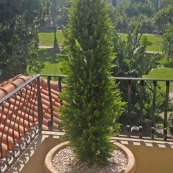 Cypress Pine UV 1.5m  - artificial plants, flowers & trees - image 2