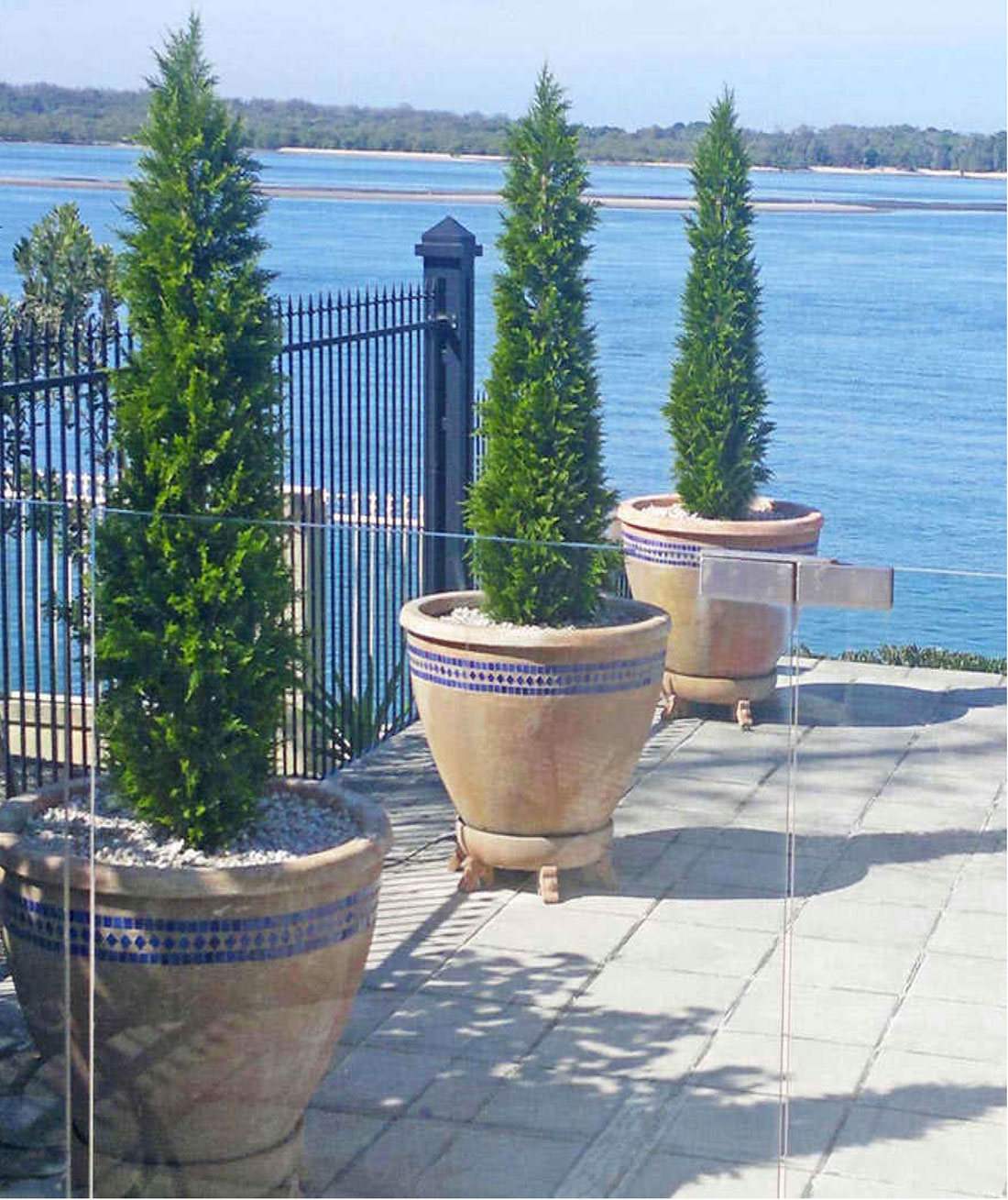 Cypress Pine UV 1.5m 
