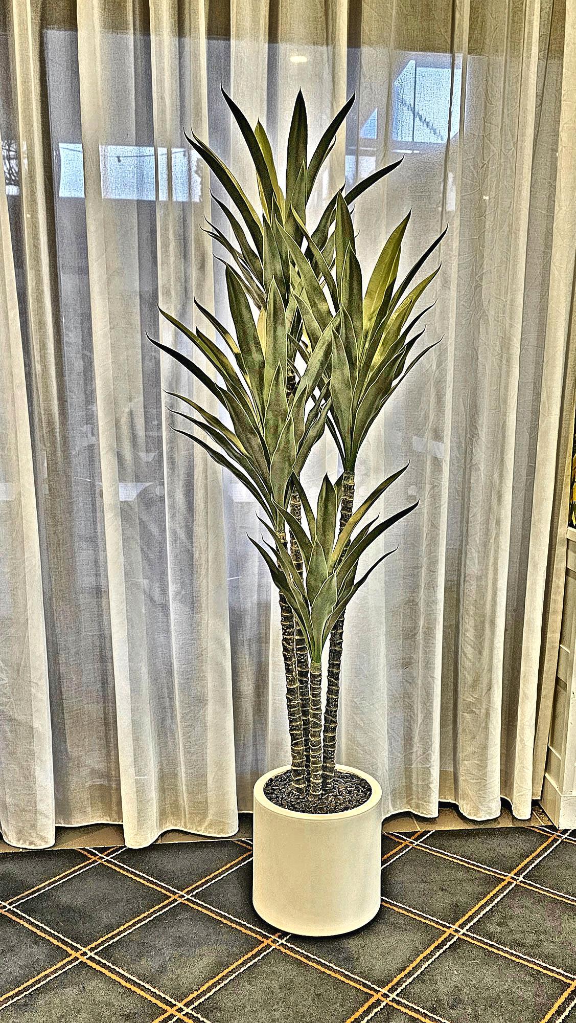 Yucca Tree- 1.8m with 4 heads