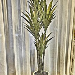 Yucca Tree- 1.8m with 4 heads - artificial plants, flowers & trees - image 1