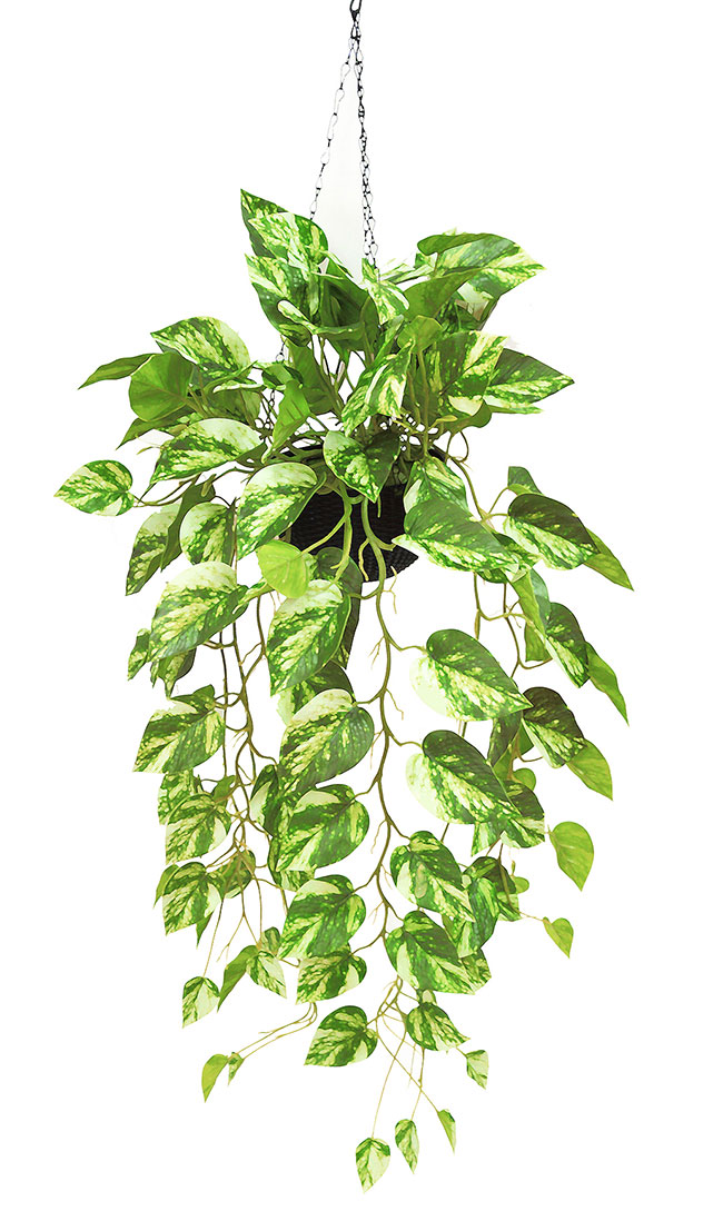 Hanging Baskets- Philo- marbled-green (special) 