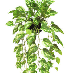 Hanging Baskets- Philo- marbled-green (special)  - artificial plants, flowers & trees - image 3