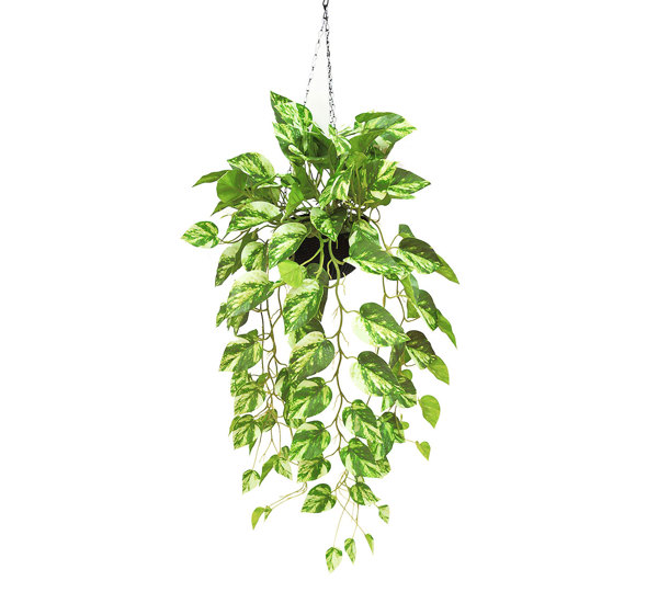 Hanging Baskets- Philo- marbled-green (special)