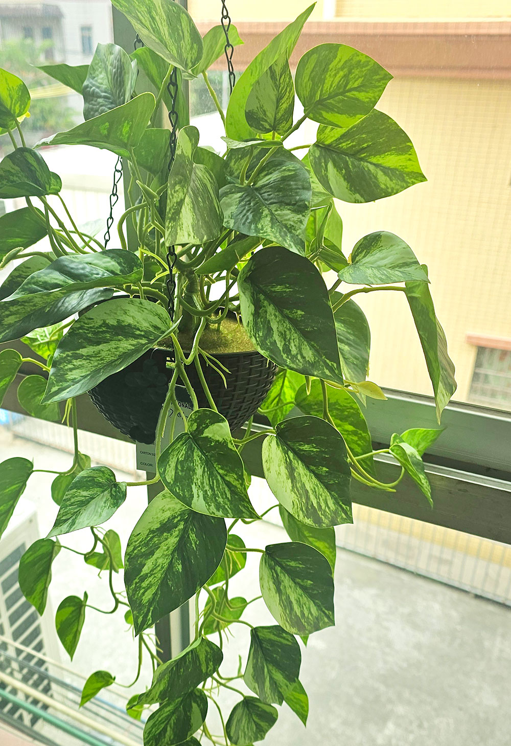 Hanging Baskets- Philo- marbled-green (special) 