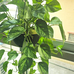 Hanging Baskets- Philo- marbled-green (special)  - artificial plants, flowers & trees - image 2