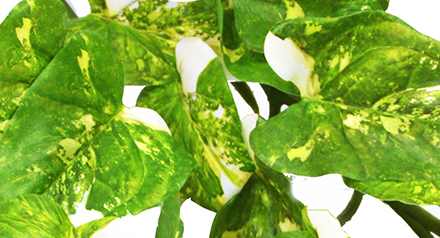 Bushes..sml trailer- Pothos Plant [dark green] 