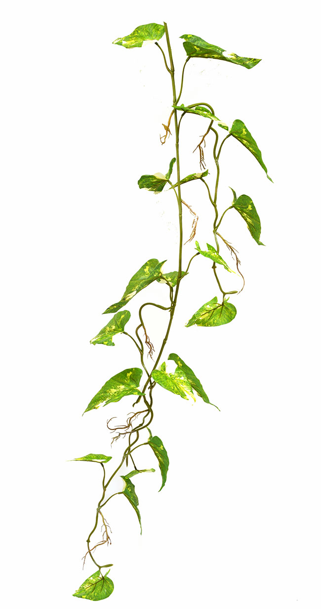 Trailing Vine- 1.2m Pothos [dark green] 