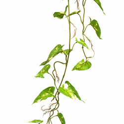 Trailing Vine- 1.2m Pothos [dark green]  - artificial plants, flowers & trees - image 2