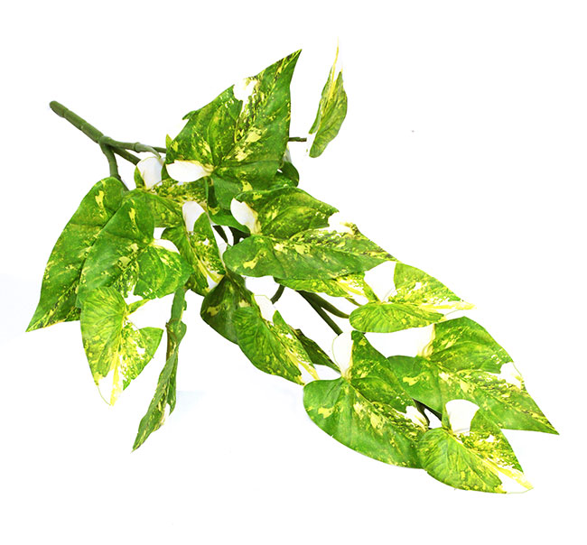 Bushes..sml trailer- Pothos Plant [dark green] 