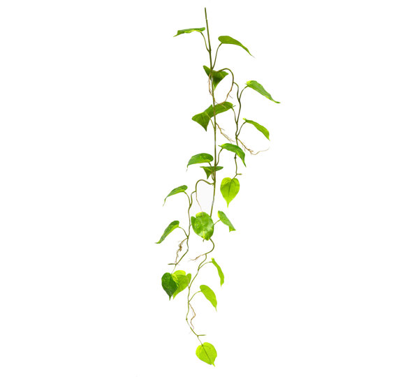Trailing Vine- 1.2m Pothos