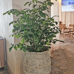 Fish-Tail Palm 2.2m delux - artificial plants, flowers & trees - image 3