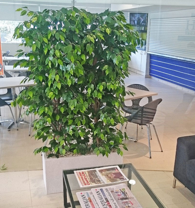 Trough Planters- with Weeping Ficus UV 1.7m tall 