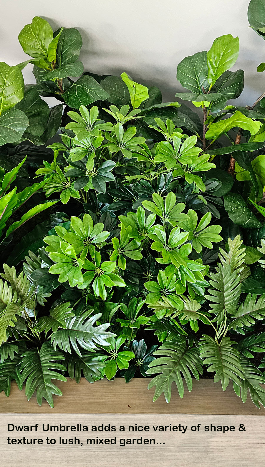 Dwarf Umbrella [schefflera] 1.1m