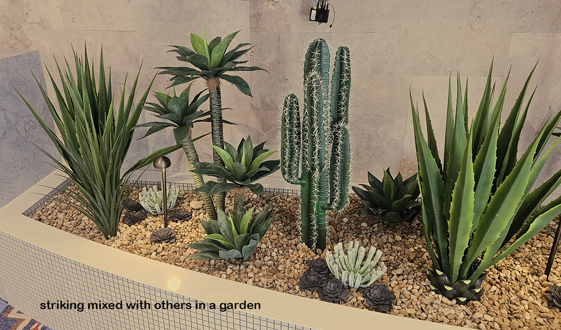 Agave Plant 1.3m with 4 heads