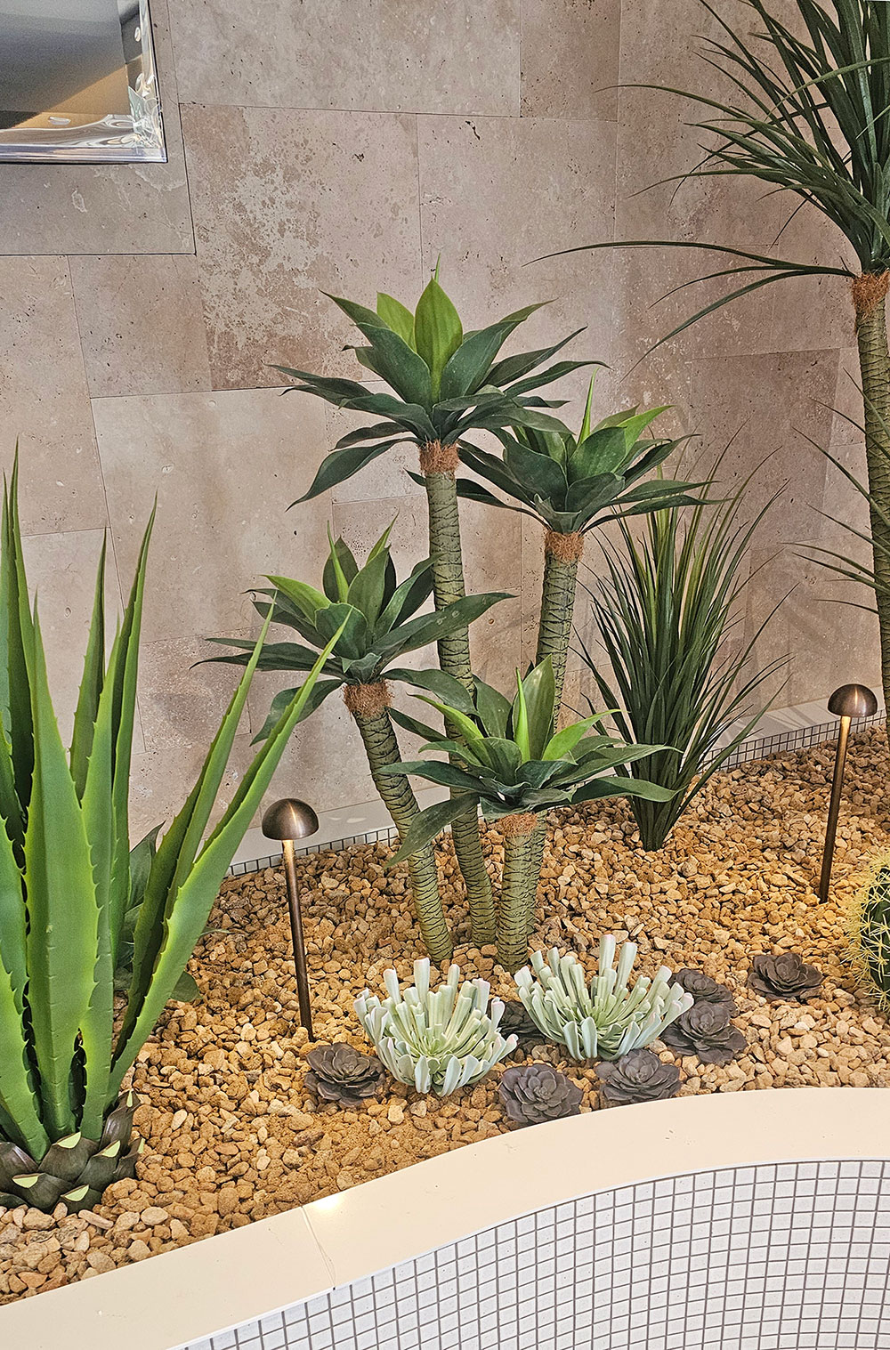 Agave Plant 1.3m with 4 heads