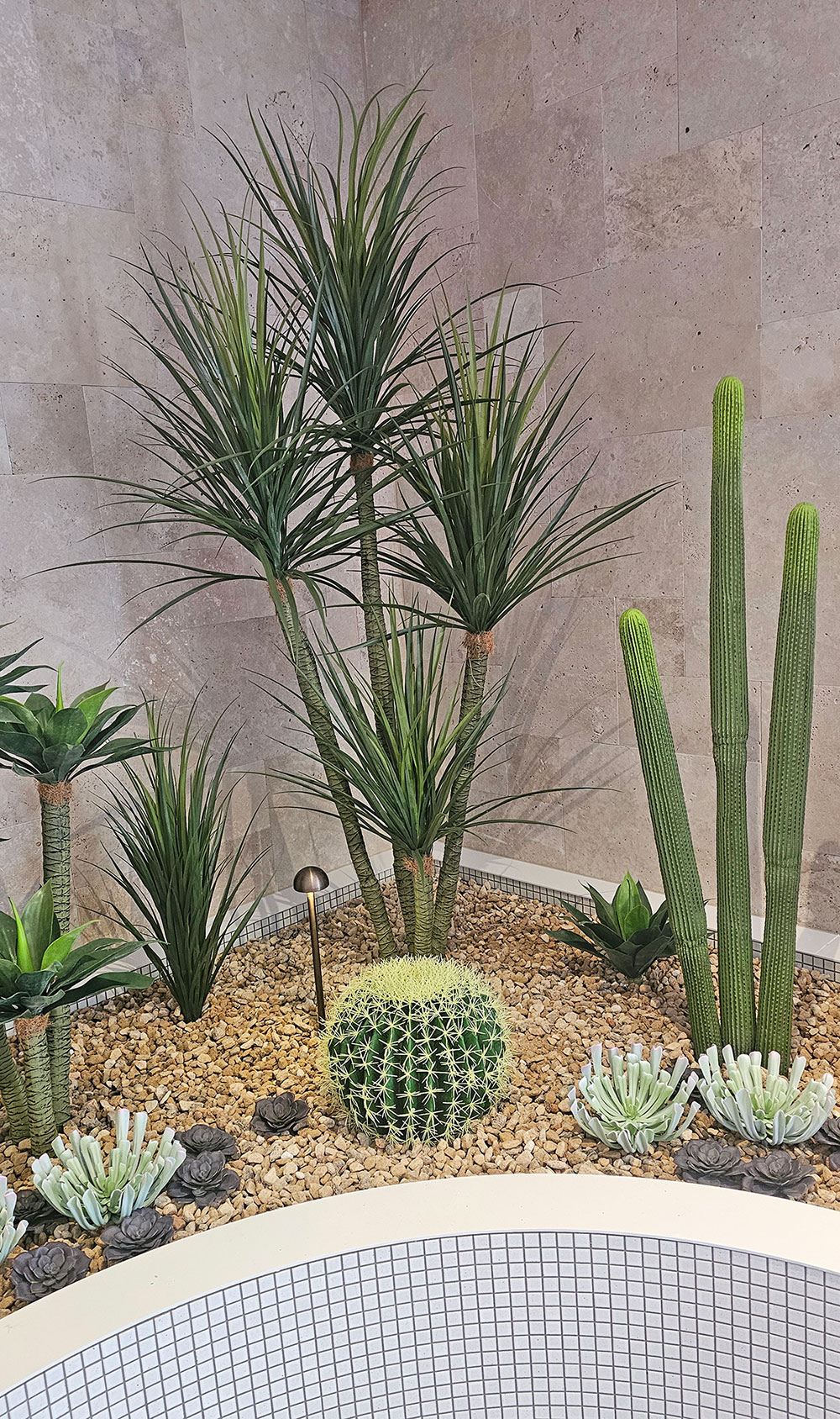 Ponytail Yucca 2m triple-stem