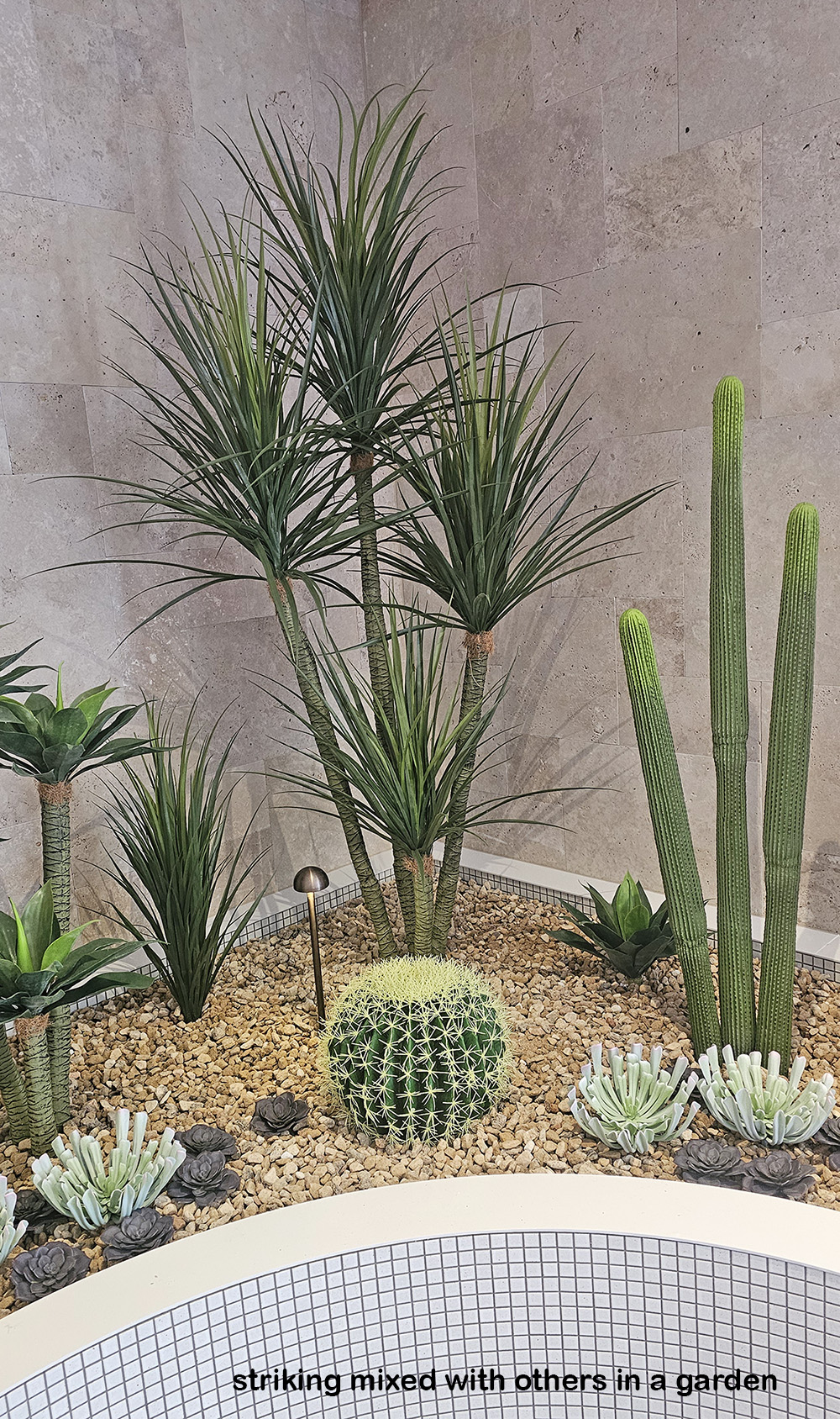 Cactii- Column Cactus double-trunk 1.5m