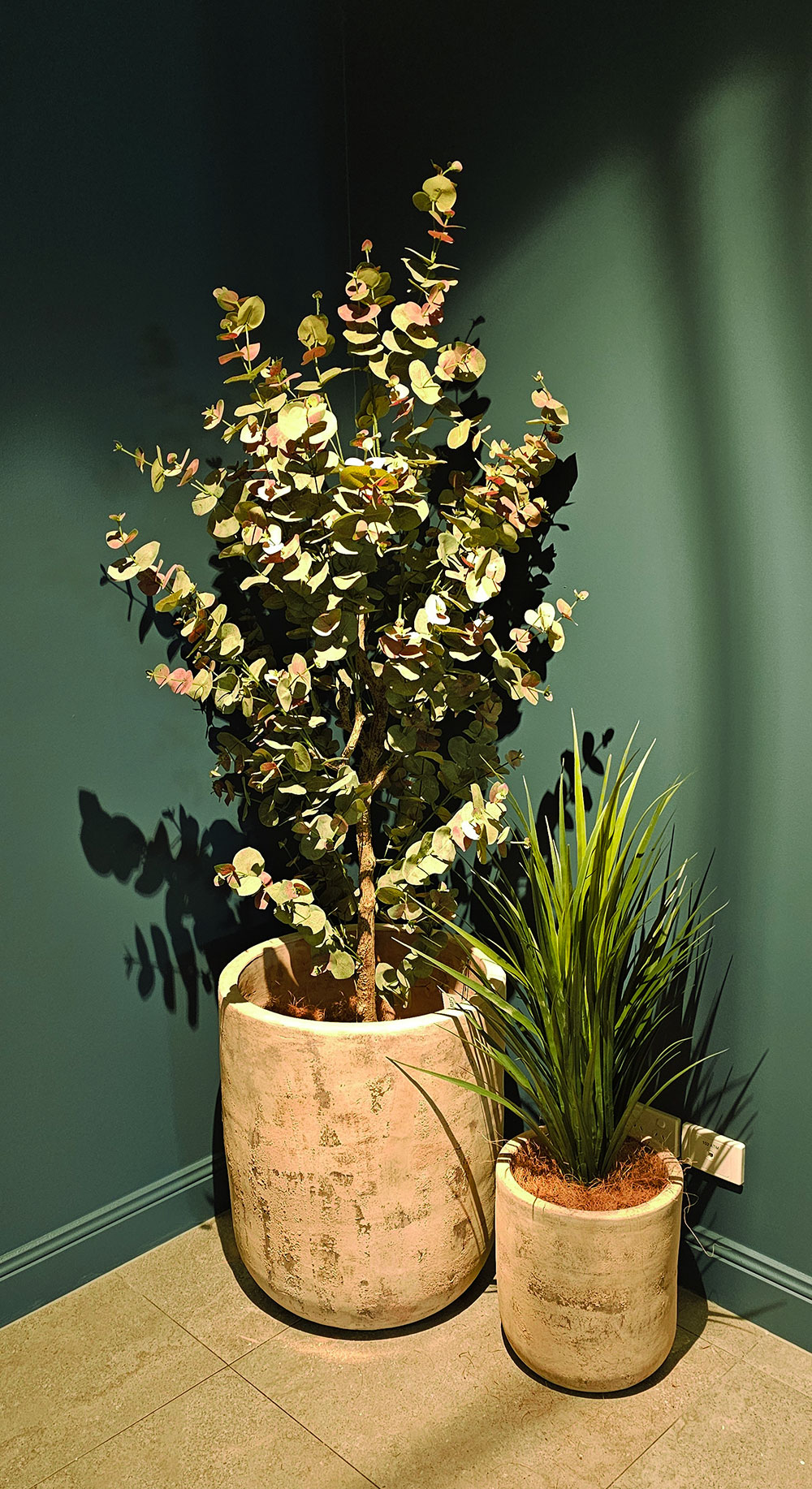 Eucalyptus 'Sweet Gum' 2.1m