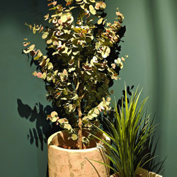 Eucalyptus 'Sweet Gum' 2.1m - artificial plants, flowers & trees - image 2
