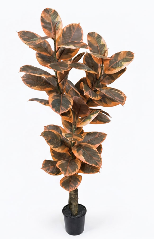 Rubber Plant 1.2m 
