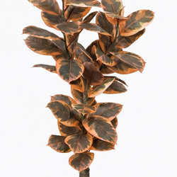 Rubber Plant 1.2m  - artificial plants, flowers & trees - image 4