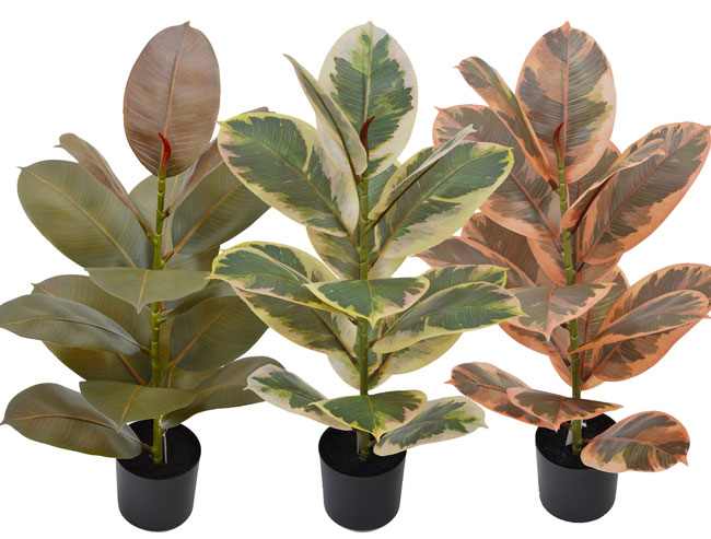 Rubber Plant- Burgundy 70cm