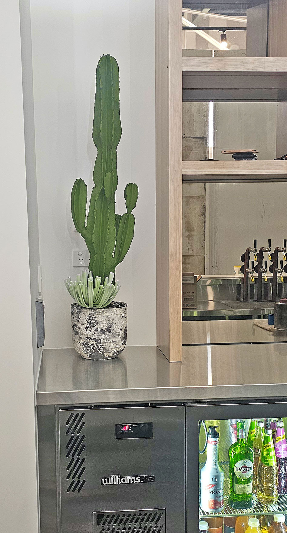 Cactii- San Pedro Cactus 1.2m
