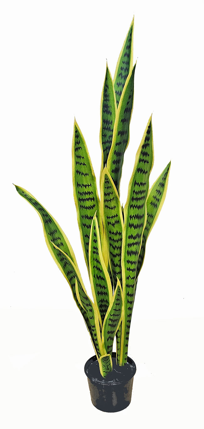Sanseviera Plant 1m [mother-in-law-tongue]