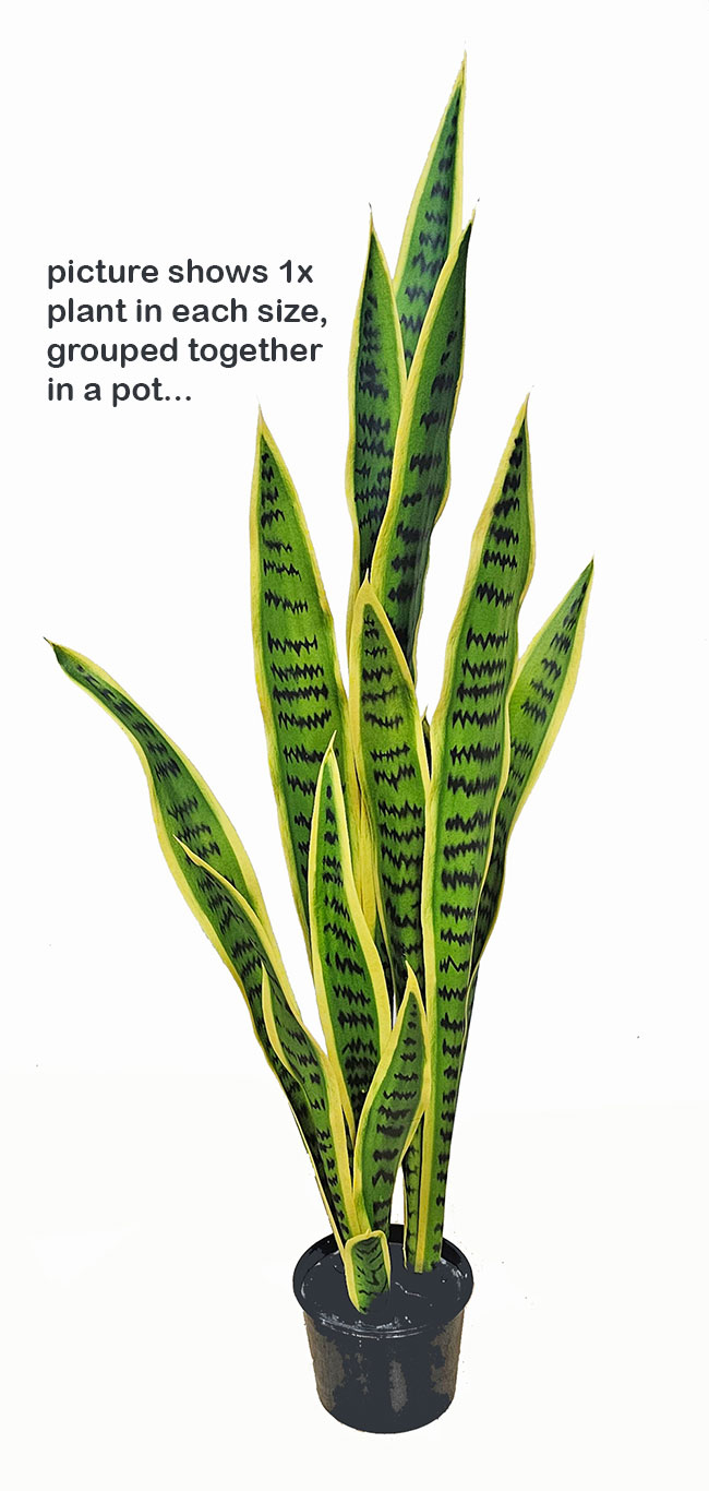 Sanseviera Plants- loose in 93cm size