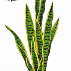 Sanseviera Plants- loose in 93cm size - artificial plants, flowers & trees - image 3