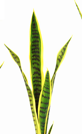 Sanseviera Plants- loose in 93cm size