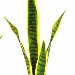 Sanseviera Plants- loose in 93cm size - artificial plants, flowers & trees - image 1