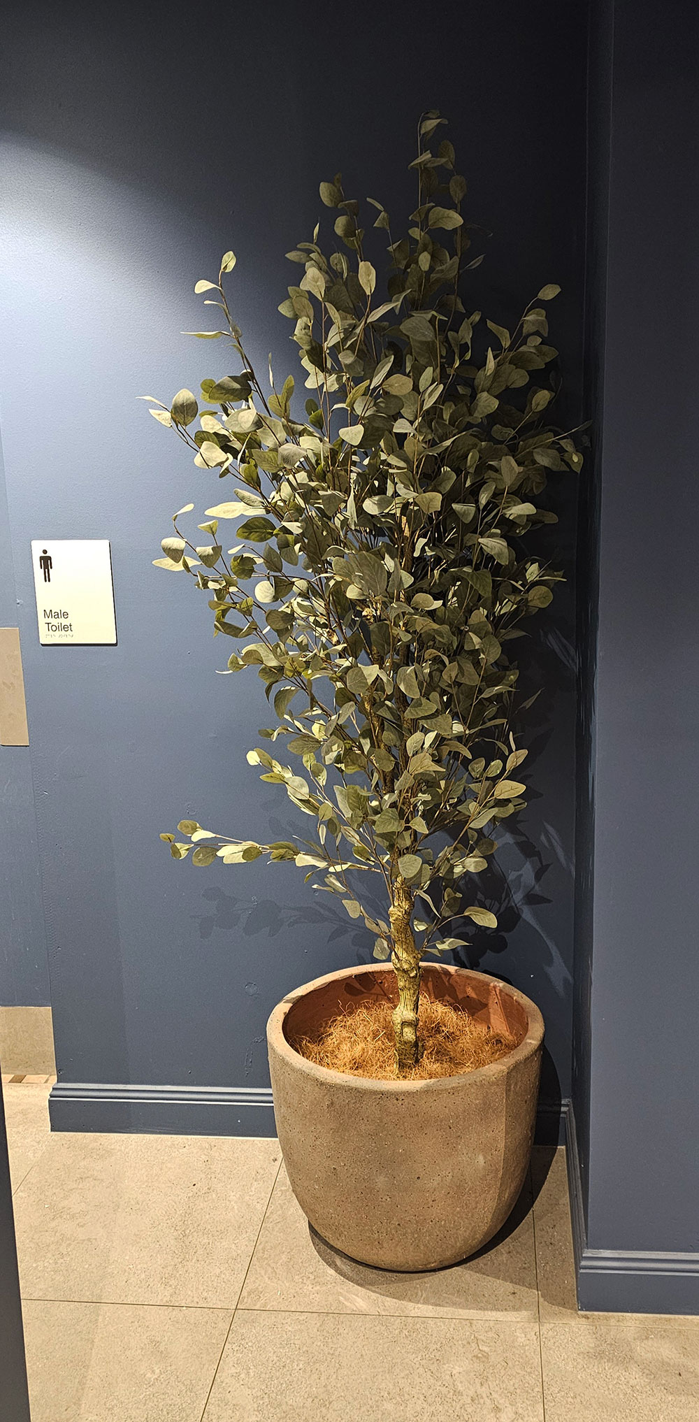 Eucalyptus 'Silver Gum' 1.8m  