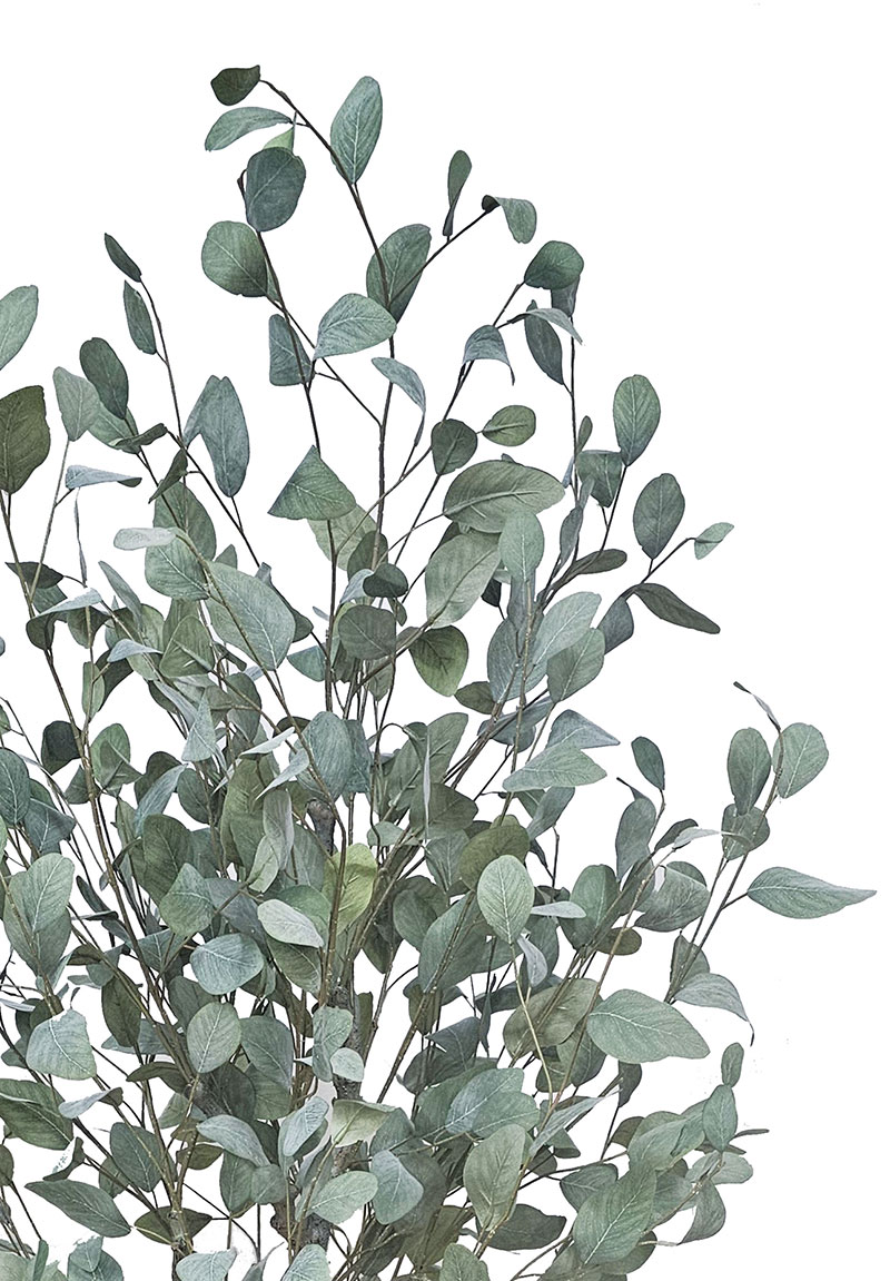 Eucalyptus 'Silver Gum' 1.8m  