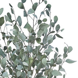 Eucalyptus 'Silver Gum' 1.8m   - artificial plants, flowers & trees - image 1