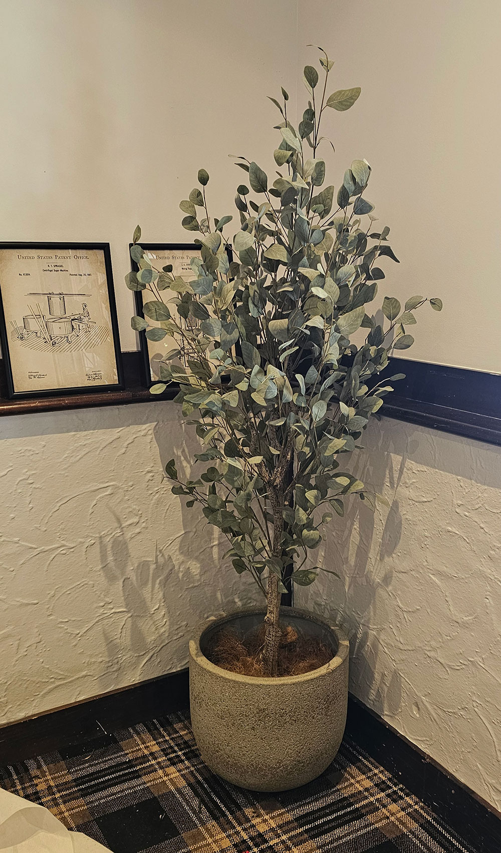 Eucalyptus 'Silver Gum' 1.8m  