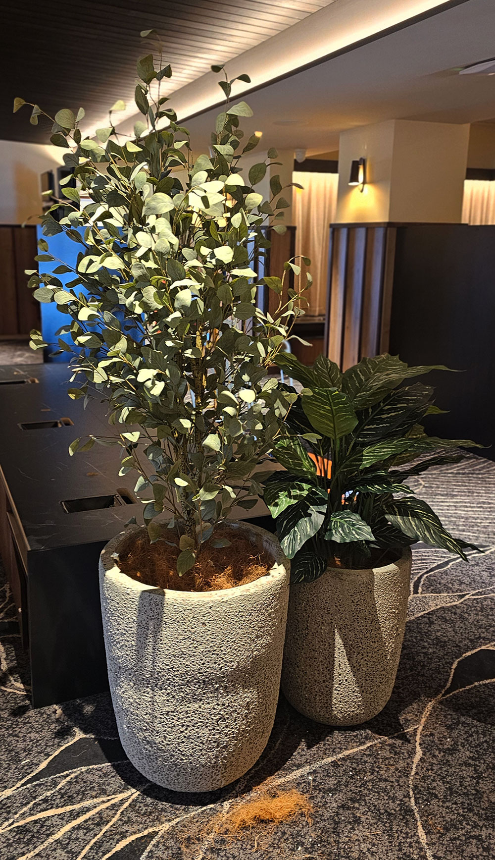 Eucalyptus 'Silver Gum' 1.8m  