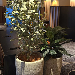 Eucalyptus 'Silver Gum' 1.8m   - artificial plants, flowers & trees - image 3