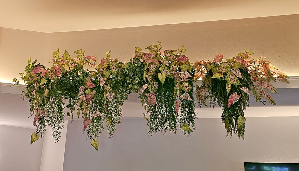 Bushes..sml trailer- Caladium 'pink blush'