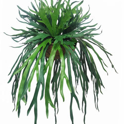 Hanging Baskets- Staghorn Ferns [medium] - artificial plants, flowers & trees - image 2