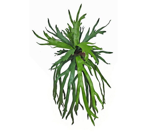 Staghorn Fern in pot