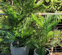 Residential eyesore becomes instant stunning Garden feature...