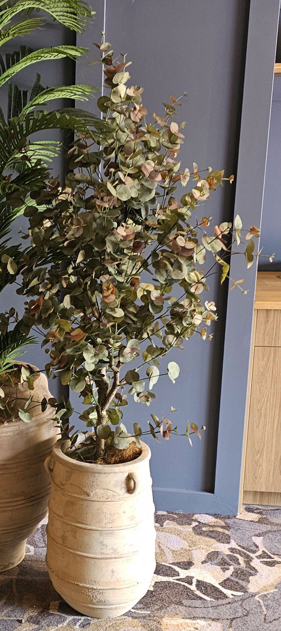 Eucalyptus 'Sweet Gum' 1.8m