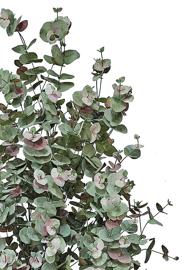 Eucalyptus 'Sweet Gum' 1.8m