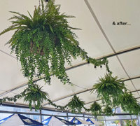 famous Yacht Club catches a cool-green breeze...