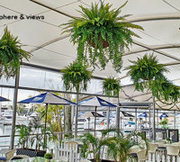 famous Yacht Club catches a cool-green breeze...