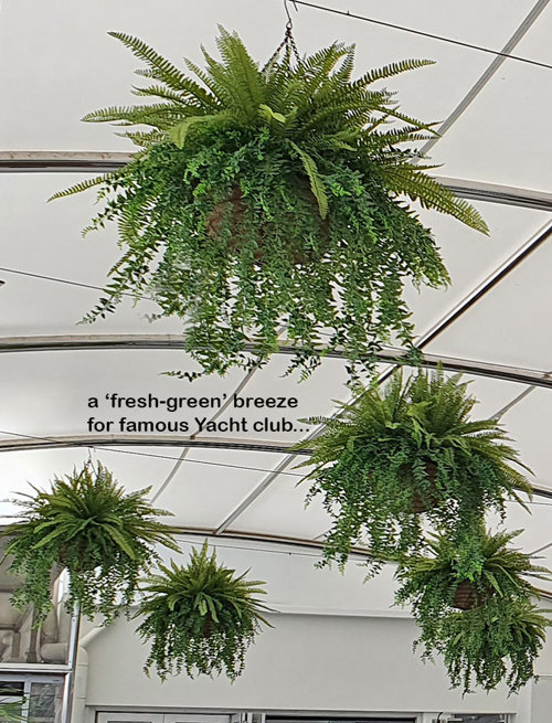 famous Yacht Club catches a cool-green breeze...